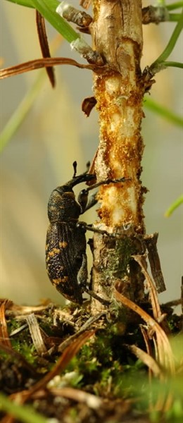 Critter on stem